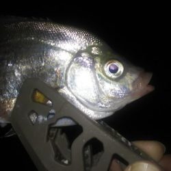 明石メバル調査