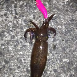 姫路極寒アジング