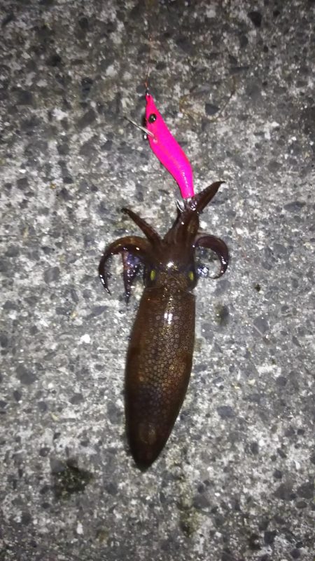 姫路極寒アジング