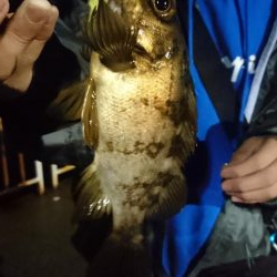 メバル、ガシラ、アジ