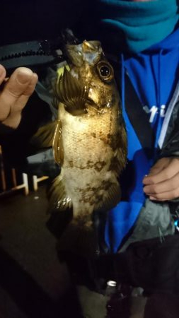 メバル、ガシラ、アジ