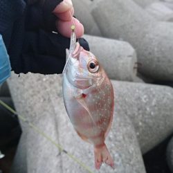 メバル、ガシラ、チャリコ