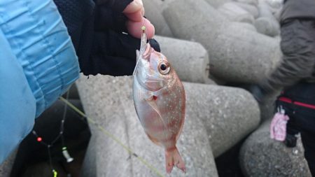 メバル、ガシラ、チャリコ