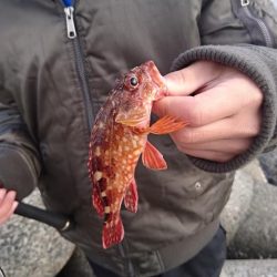 メバリングですが・・・