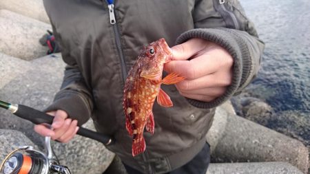 メバリングですが・・・