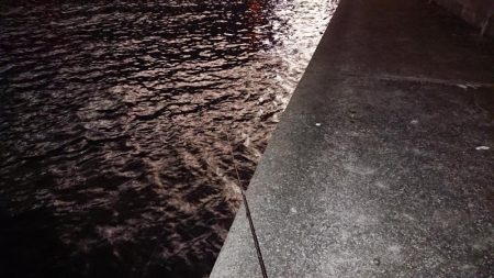 ちょっと久々にグッドサイズ出ました♪