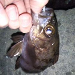 シーバスタックルでメバリング