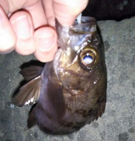 シーバスタックルでメバリング