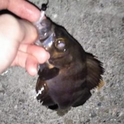 渋かったメバリング