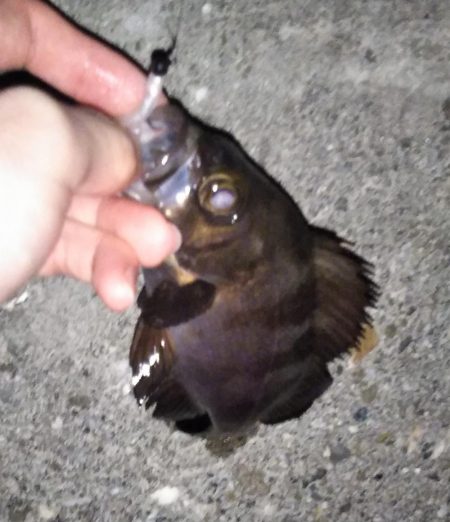 渋かったメバリング