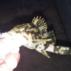 可愛いサイズの