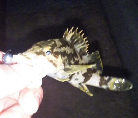 可愛いサイズの