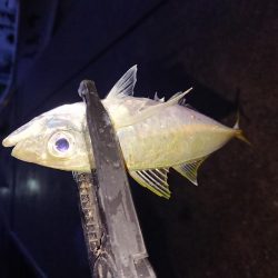 久々のアジング