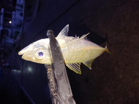 久々のアジング