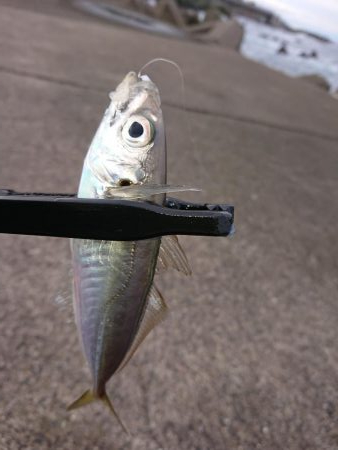 今日も入れ食い