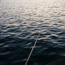 朝練シーバス調査ナナマルゲット