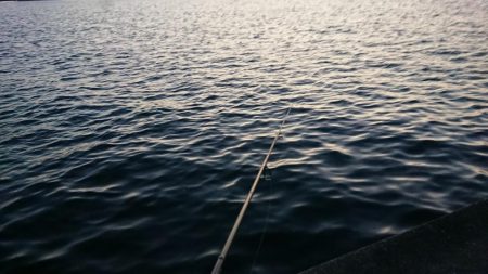 朝練シーバス調査ナナマルゲット