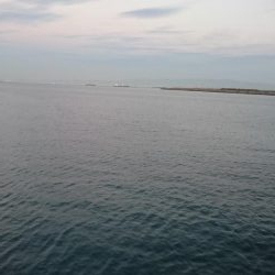 泉大津エリアで貴重なタチウオ