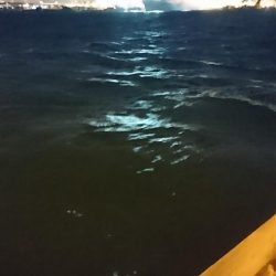 強風、南港タチウオ調査