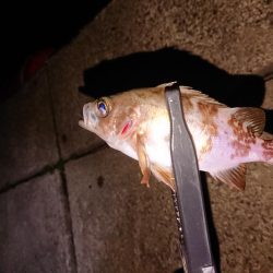 アジングからメバリング