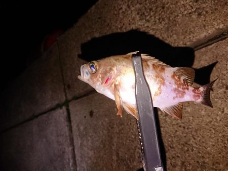 アジングからメバリング