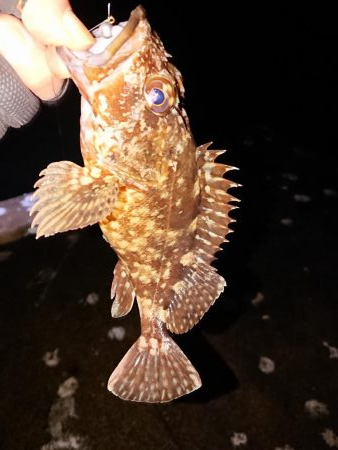 ヤリイカ初挑戦も撃沈