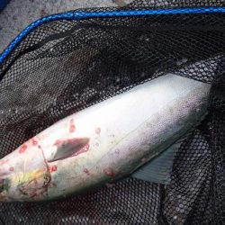 たこ焼き改めベビカス～釣れたよ！