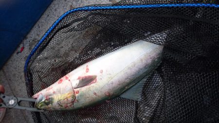 たこ焼き改めベビカス～釣れたよ！