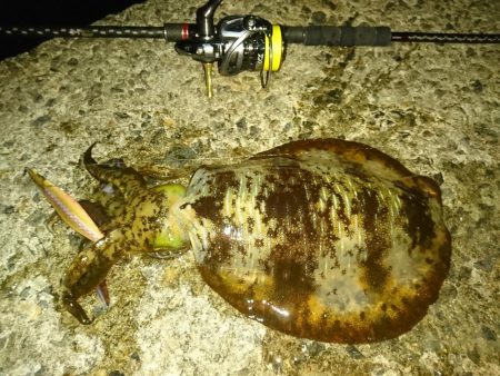 夕まずめ、回遊、連発