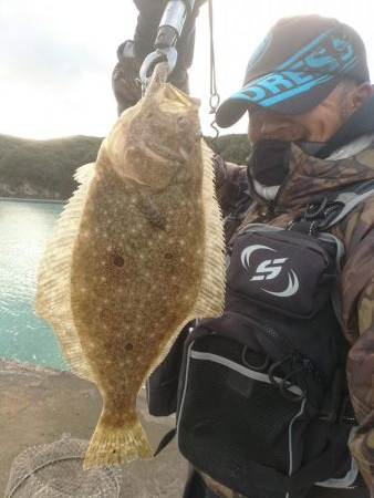 三重ヒラメ調査