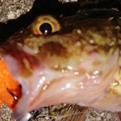 今日はクリスマスイブフィッシング！