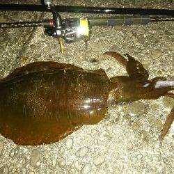 マゴチとアオリイカ