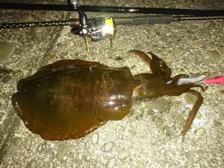 マゴチとアオリイカ