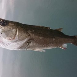 大晦日の朝練シーバス&ガシラ捕獲成功