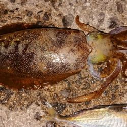 アオリイカとマゴチ