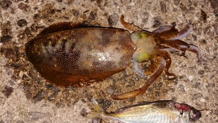 アオリイカとマゴチ