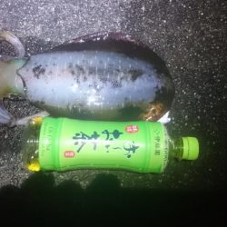 サイズアップしてきてますね！