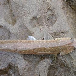 予想外の一撃！