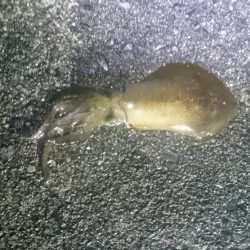 サイズアップしてきいてます。