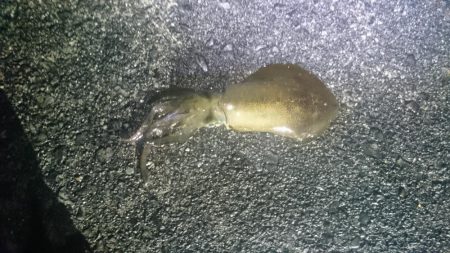 サイズアップしてきいてます。