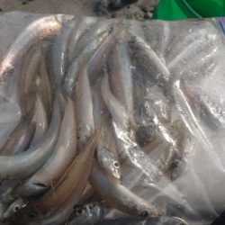 12月なのにキス爆釣