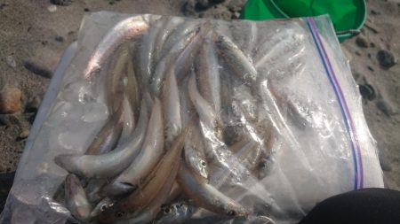 12月なのにキス爆釣