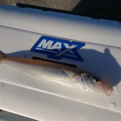 でかキスを求めて