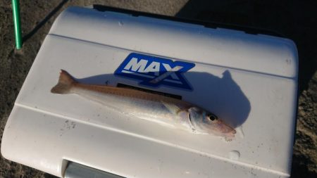 でかキスを求めて