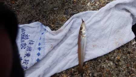 東二見水道へ落ちギス釣査