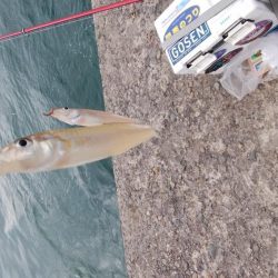 播磨新島で落ちギス釣り