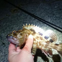 今年の釣り納め