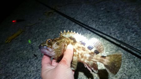 今年の釣り納め