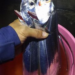 タチウオ釣ってきた！