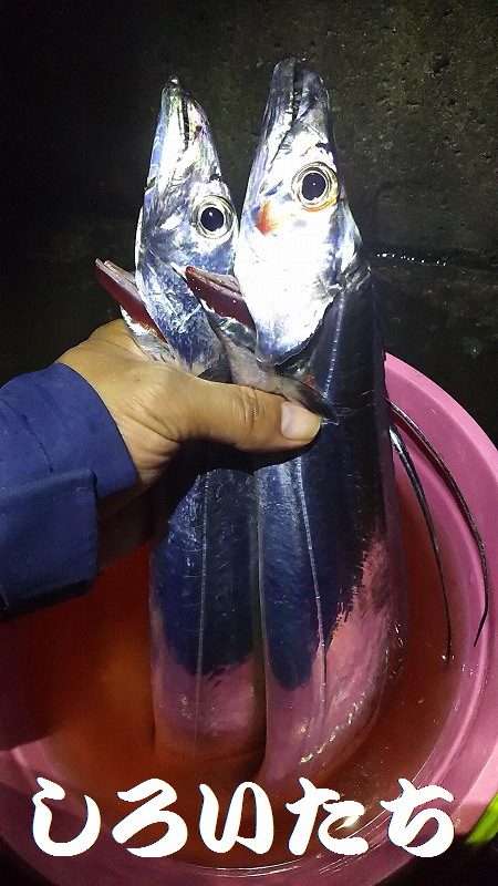 タチウオ釣ってきた！